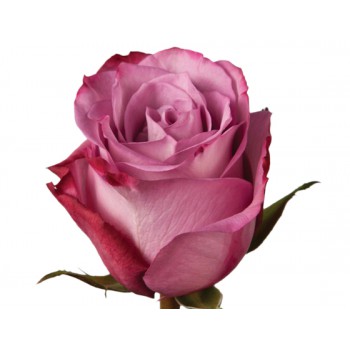 Собери свой букет роз! (розы 60 см.) 