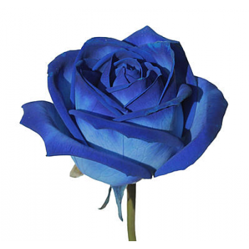 Роза Вендела синяя