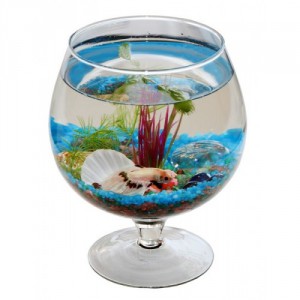 Аквариум ваза бокал Аквариум ваза бокал